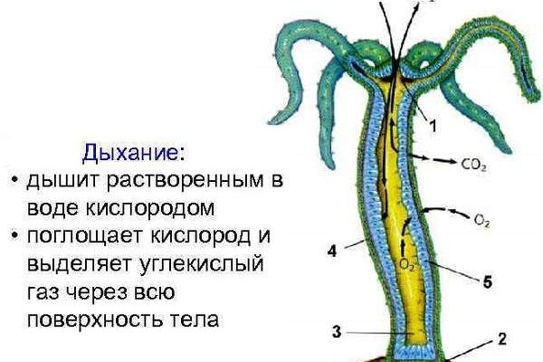 Блэкспрут официальный сайт bs2onion org