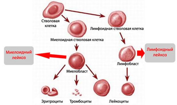 Black sprut в телеграмм