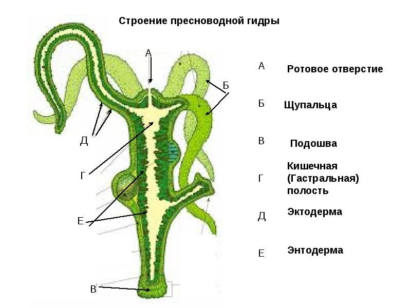 2fa код blacksprut забыл