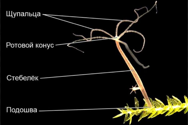 Ссылка на даркнет blacksprut wiki